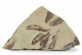 Fossil Fish (Gosiutichthys) Mortality Plate - Wyoming #357170-1